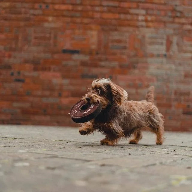 Derrick the Donut dog toy