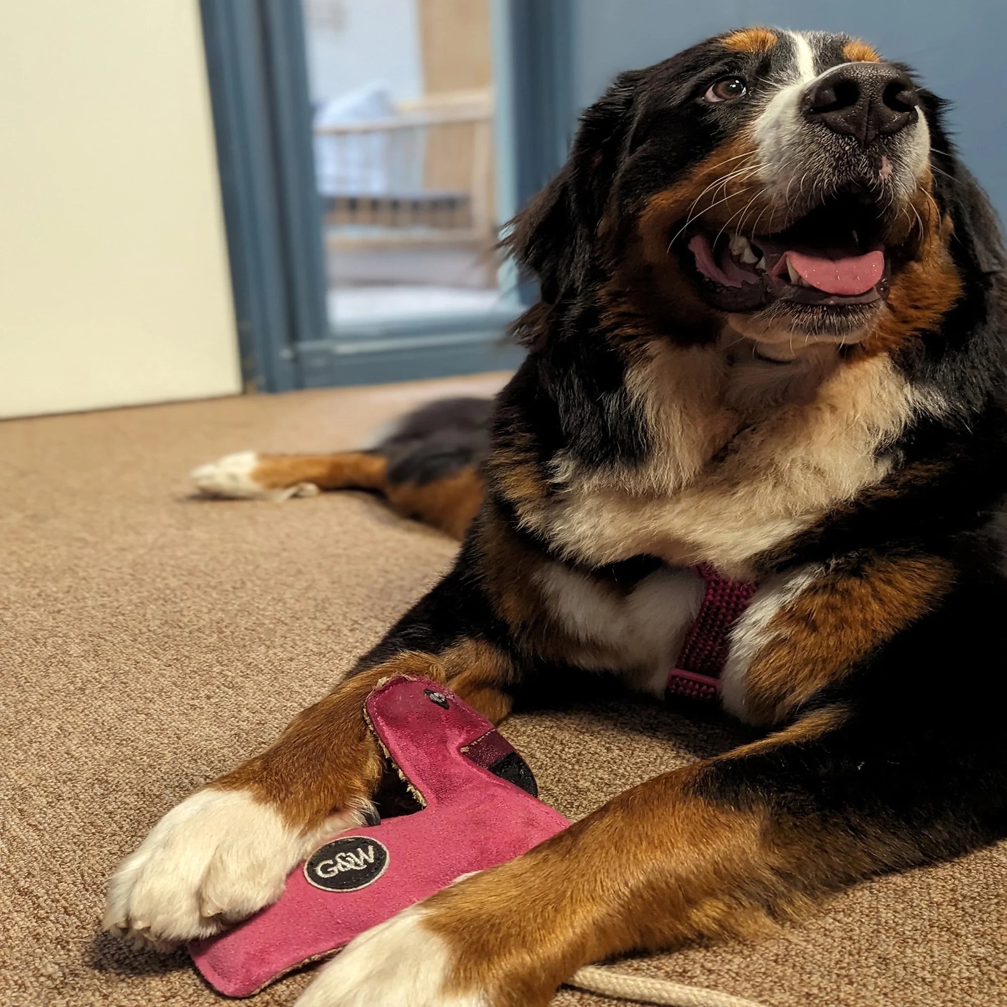 Floyd the flamingo with dog