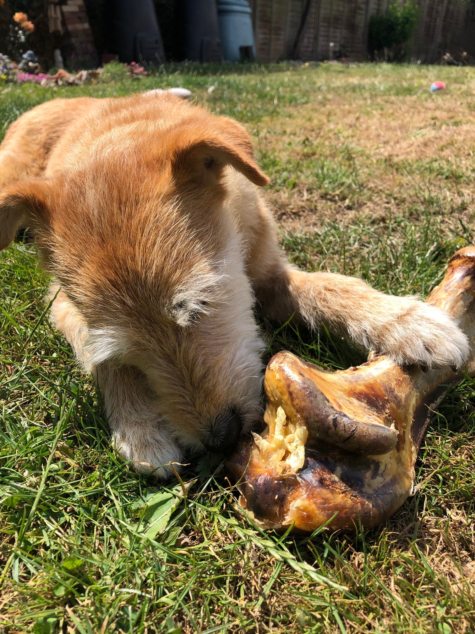 Natural dog chews and boredom busters for dogs