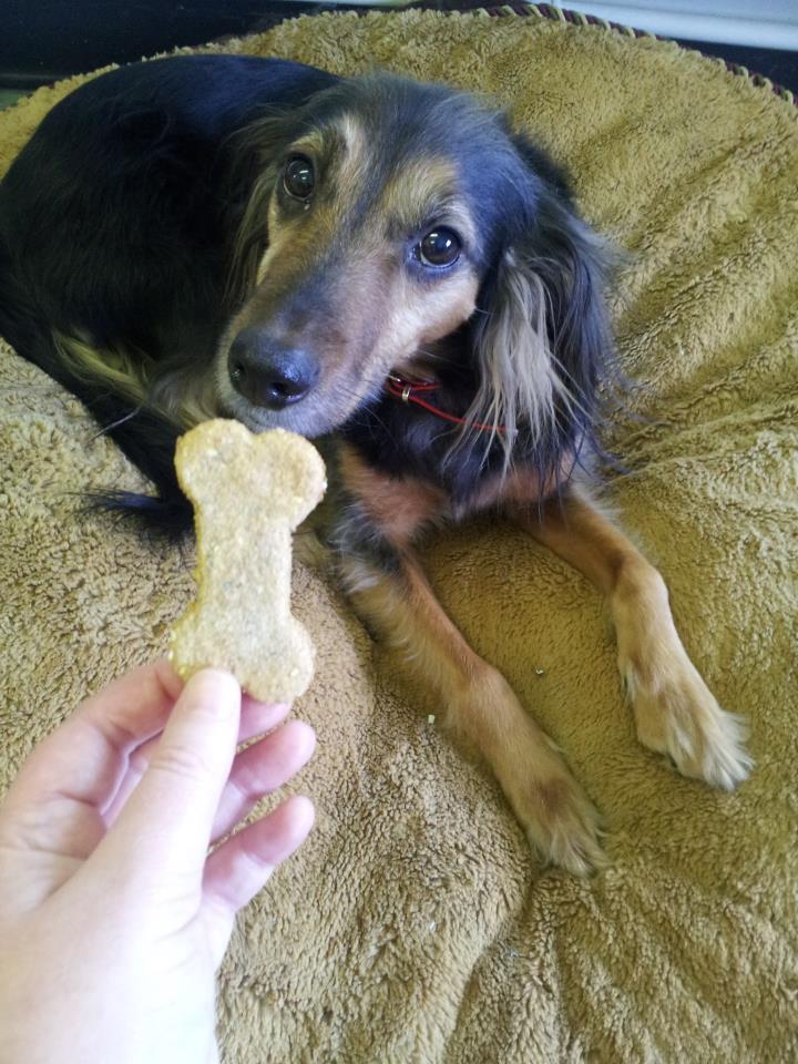 Camomile dog biscuits. Calming dog biscuits. Natural dog biscuits. Natural dog treats