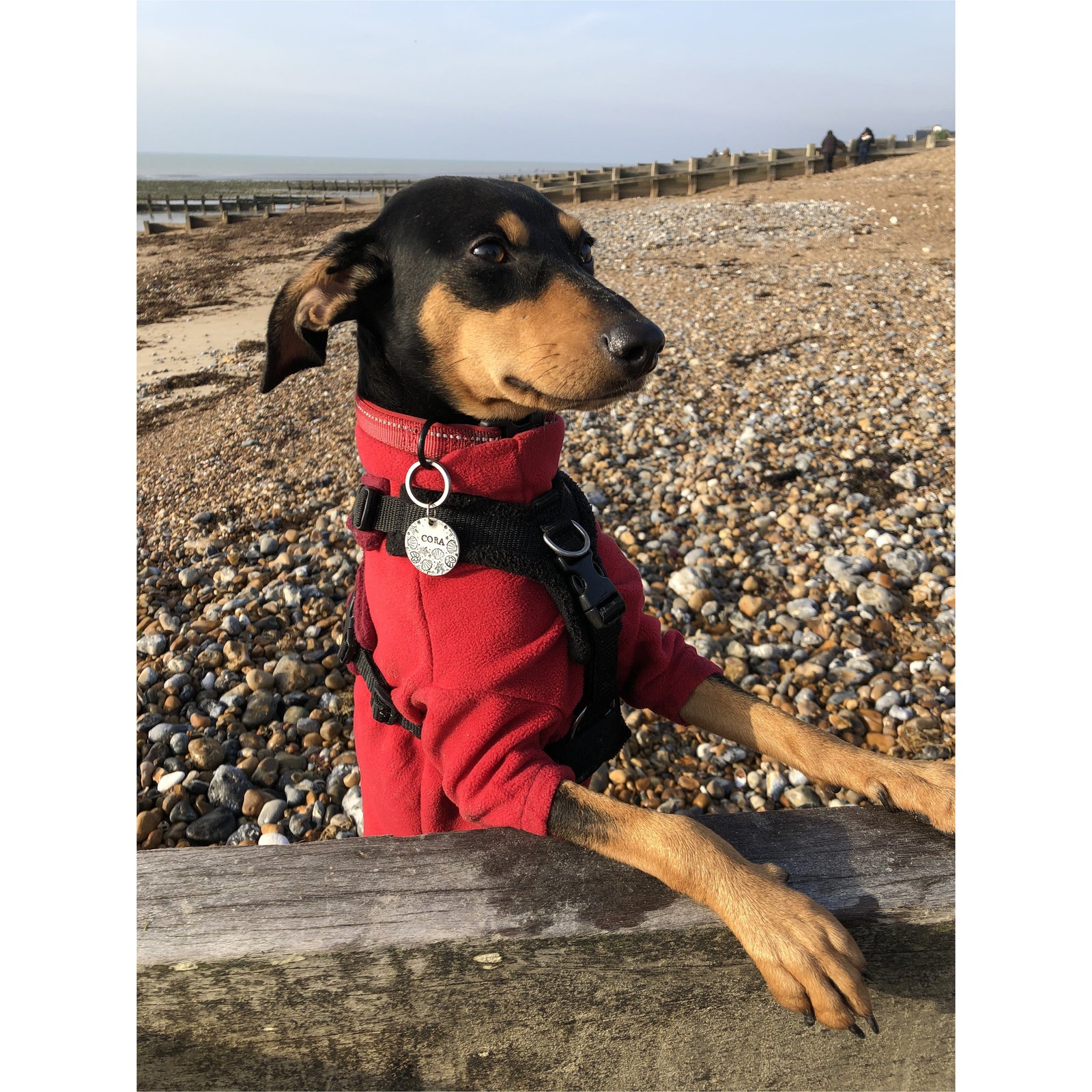 HOTTERdog fleece dog jumper in red